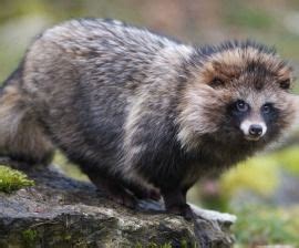 Fake faux fur scandal: Mislabelling of fur clothing and accessories .
